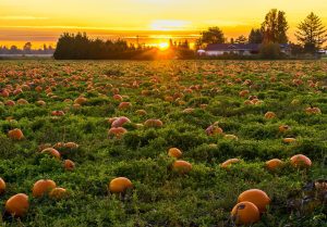 Mandys-farm-Harvest-festival